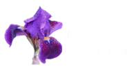 Dream with Maria