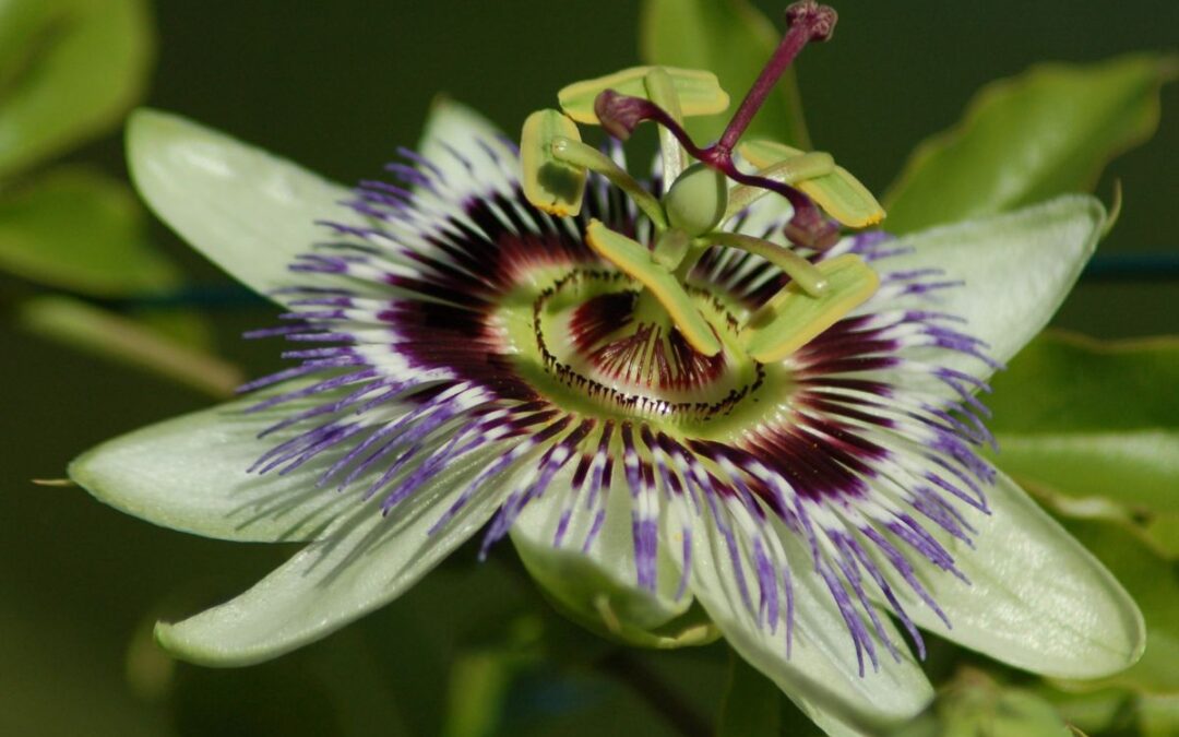 Plants Came to Me in My Dreams