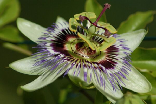 Passionflower